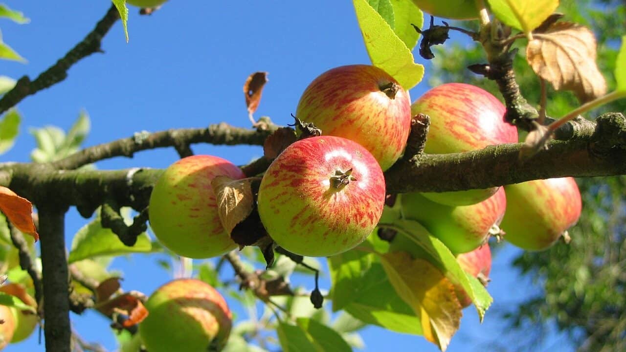 リンゴの木、果樹園の牧草地、リンゴの収穫-360083.jpg