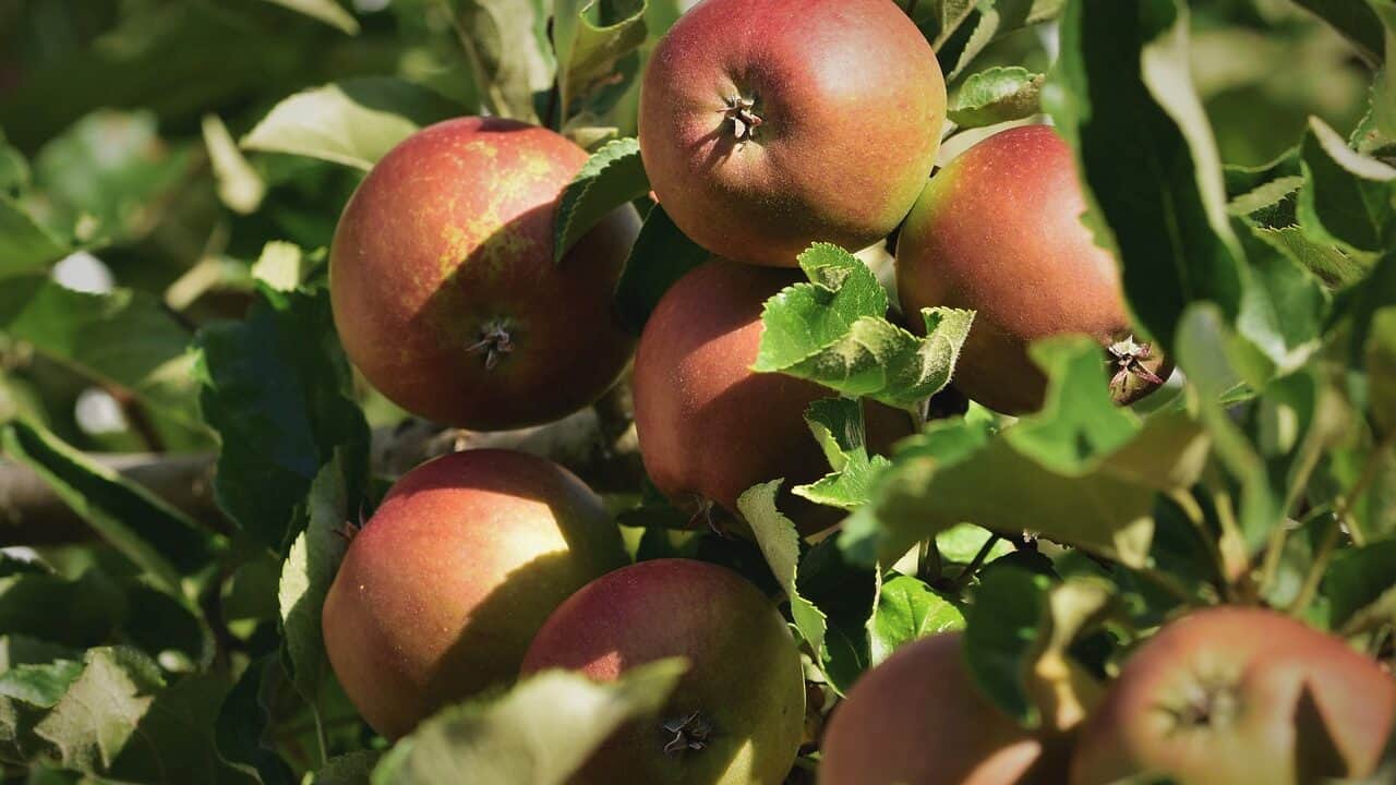 Árbol de manzana