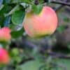 リンゴ、果物、リンゴの木-3653448.jpg