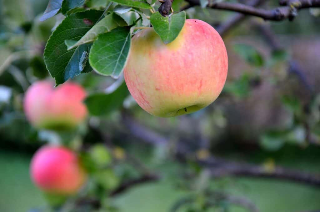manzanas, fruta, manzano-3653448.jpg