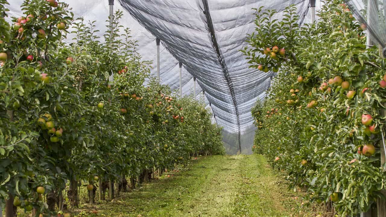 orchard, hail net, protection