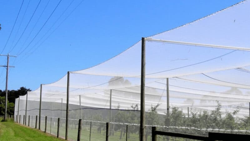 overhead bird netting