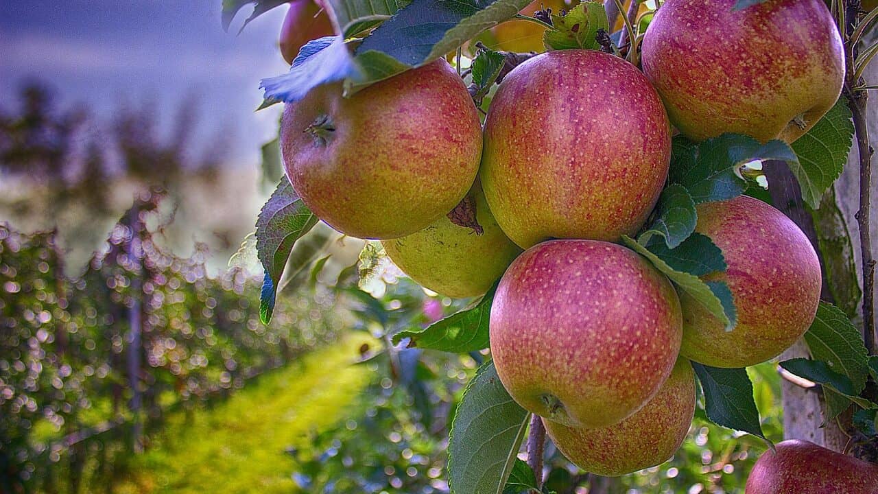 huerto de manzanas .jpg