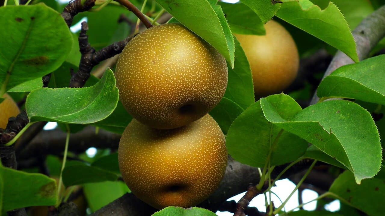 アジアの梨の木、果物、木-3575141.jpg