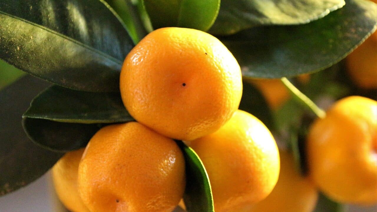 calamondino, citrus, mitis-5049975.jpg