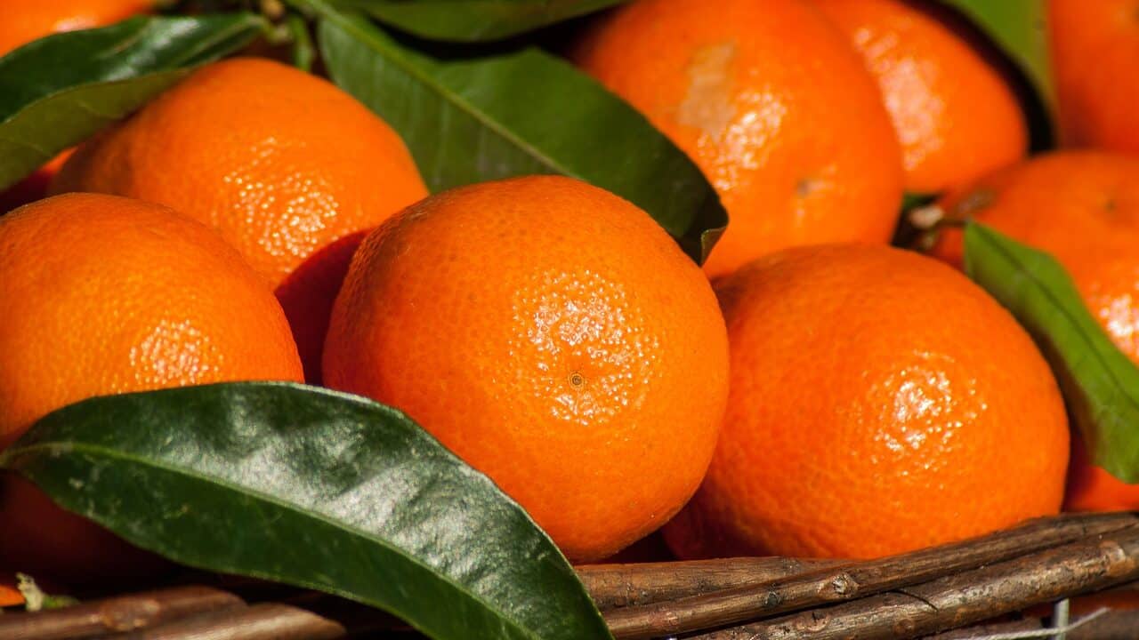 果物、クレメンタイン、柑橘類-1960405.jpg