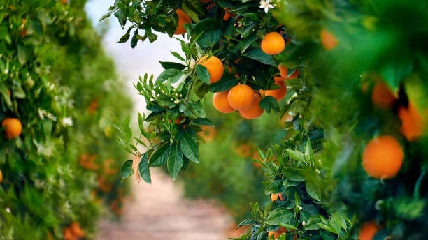 orange grove in southern spain. daylight, no people