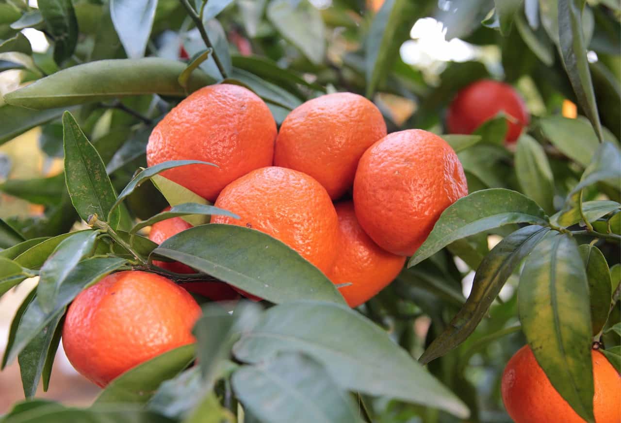 Seedless Citrus Mandarin Oranges In 7 Easy Steps Eyouagro