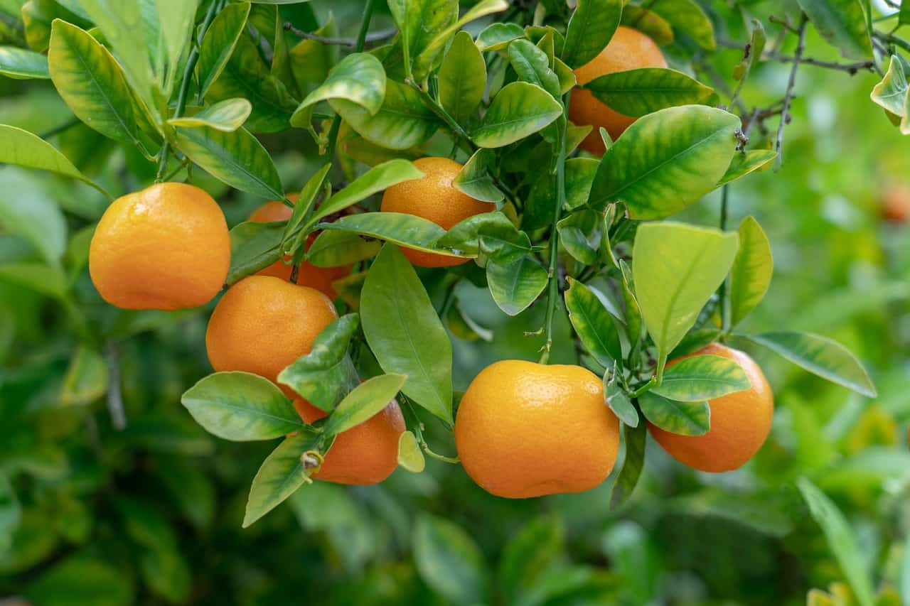 She likes oranges. Апельсиновое дерево. Апельсиновое дерево с плодами. Листья апельсинового дерева. Мандарин дерево.