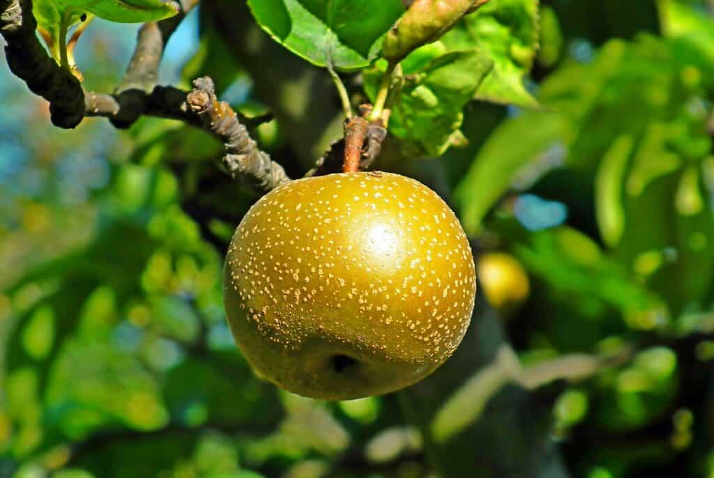 pear, tree, asian pear-5618247.jpg