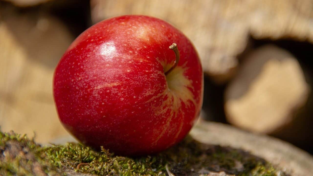 manzana,fruta,rojo-3313209.jpg