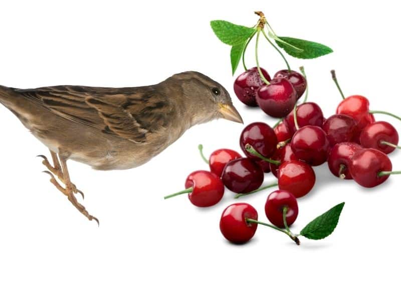 cerisier des oiseaux (1)