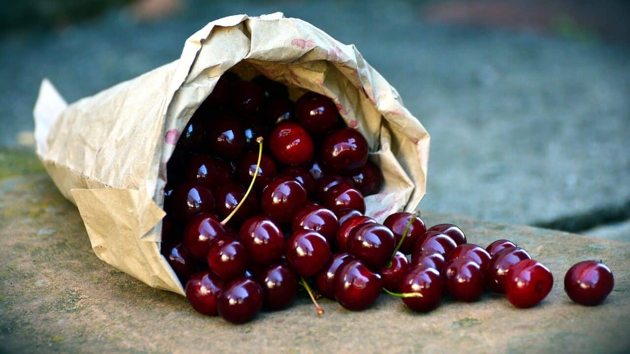cherries, fruit, sour cherries-3522365.jpg