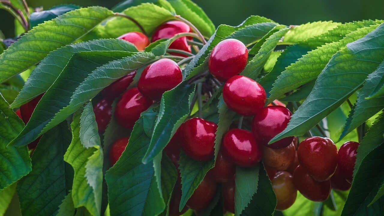 cherries, sweet cherries, branch-4893339.jpg
