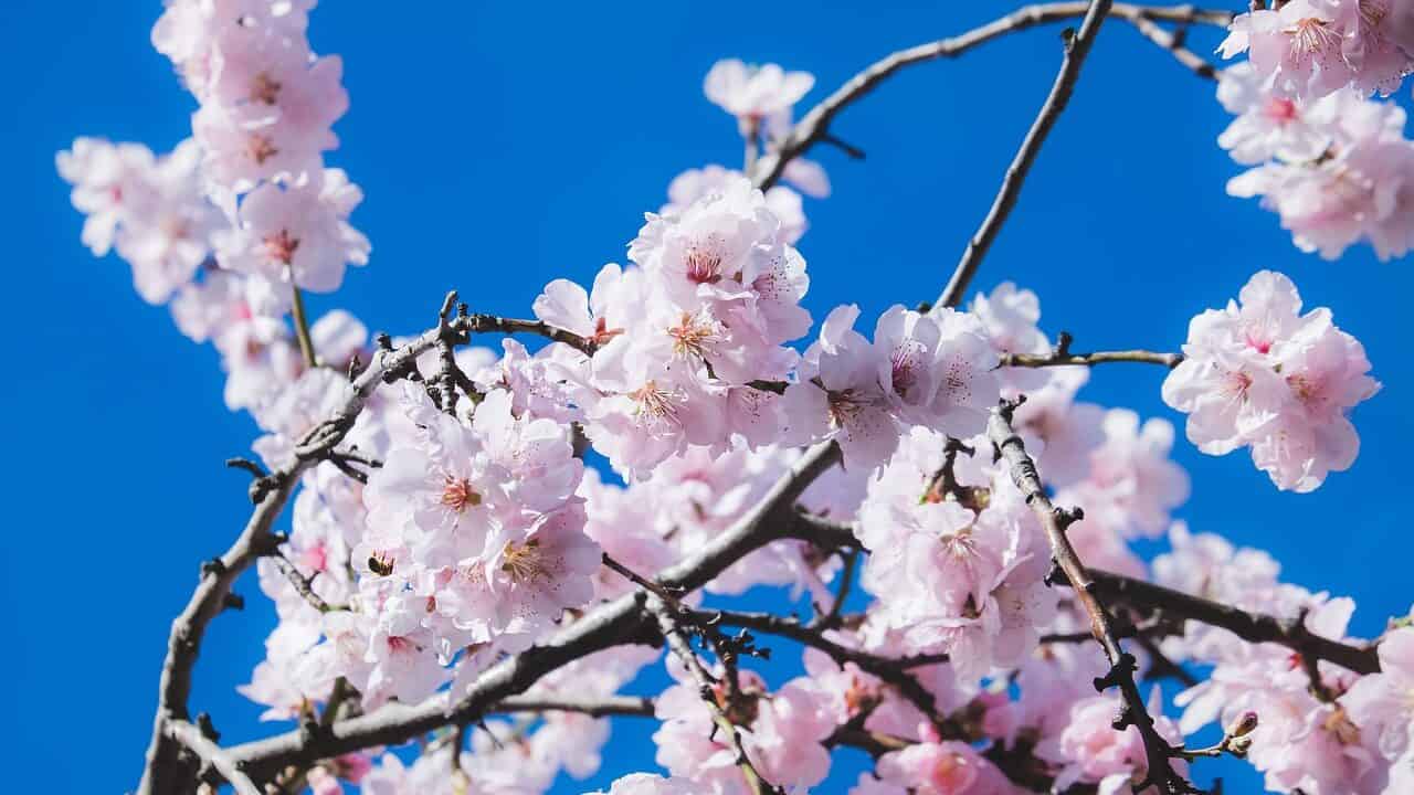 cherry blossoms, flowers, tree-4825302.jpg