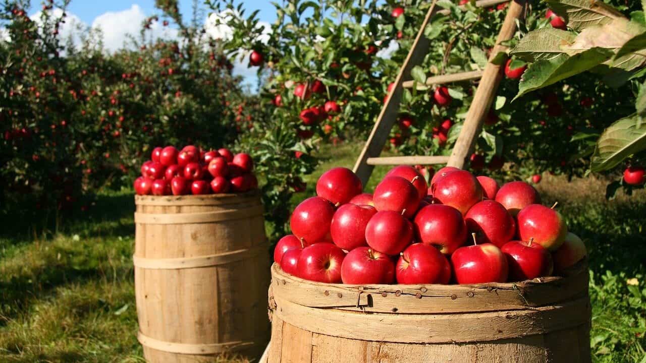 manzanas, frutas, huerto-1872997.jpg
