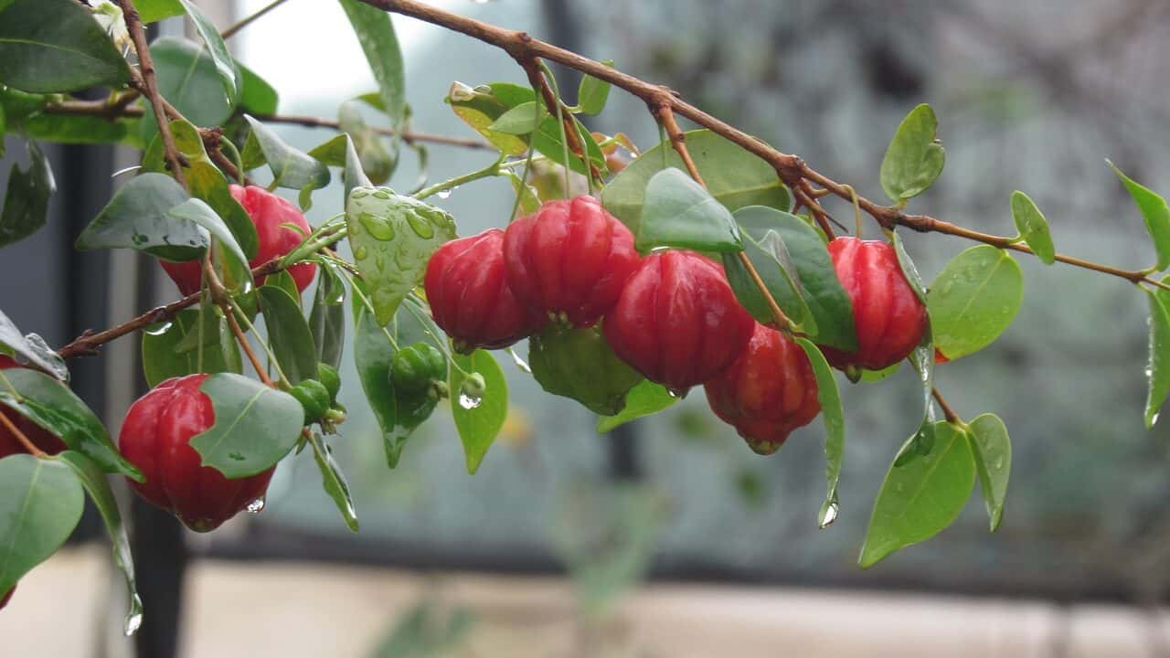 fruta, naturaleza, surinam cherry-3185601.jpg