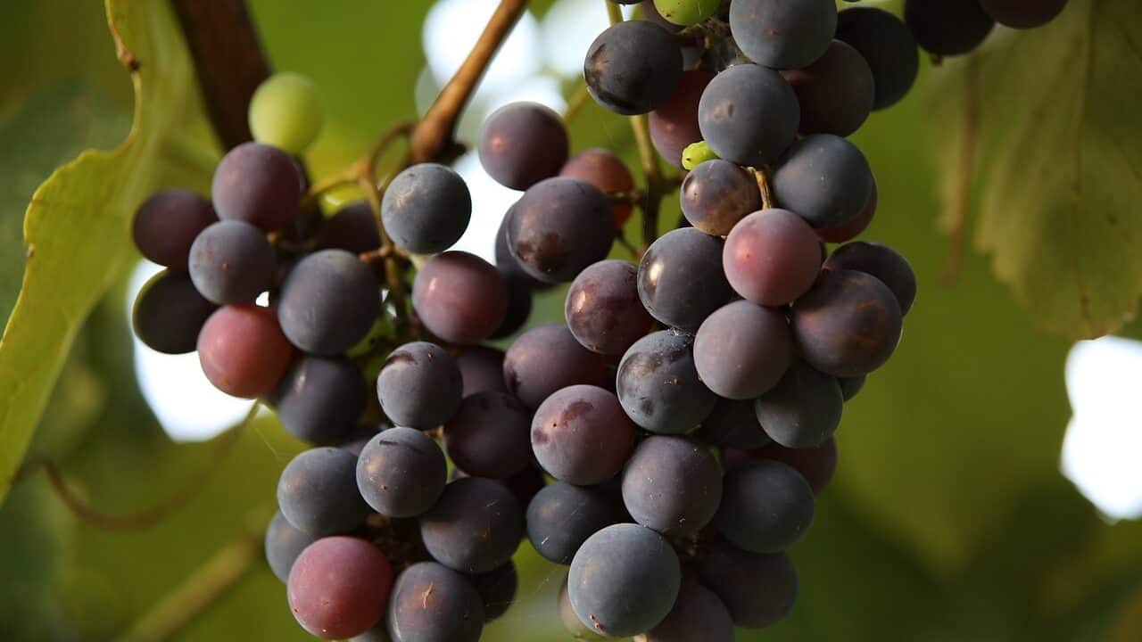grapes, fruits, grapevine-5603367.jpg