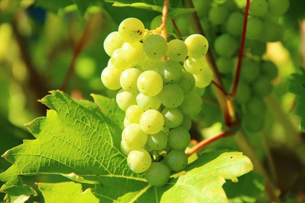 raisins, vert, vignes-276070.jpg