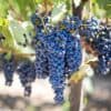 grapes, vines, grapevine-553464.jpg