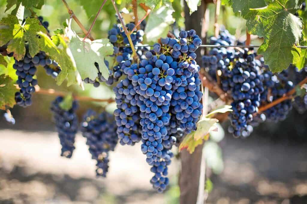grapes, vines, grapevine-553464.jpg