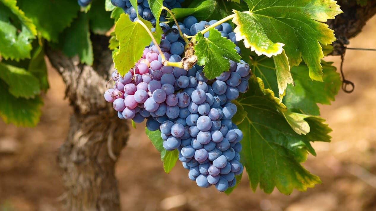 viñas, viñedos, otoño-1747224.jpg