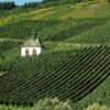 vineyard, wine, landscape-973569.jpg