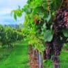 wine, wine harvest, grapes-2799719.jpg