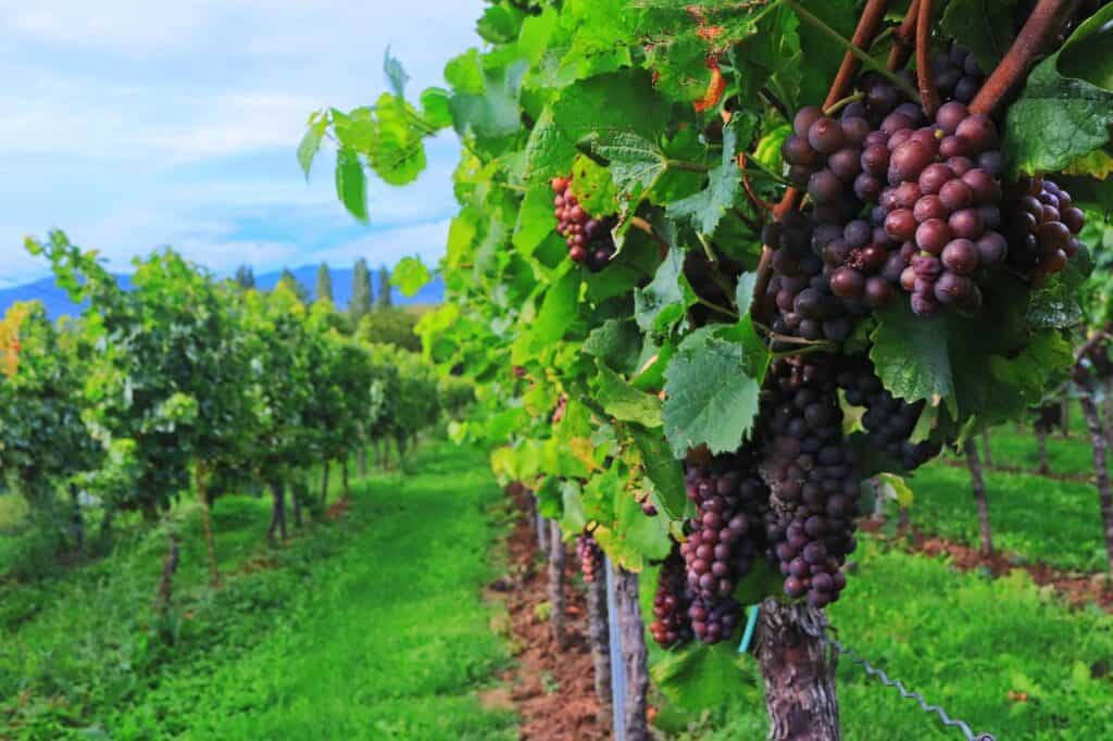 wine, wine harvest, grapes-2799719.jpg