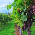 ワイン、ワインの収穫、ブドウ-2799719.jpg