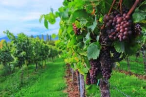 vinho, colheita de vinho, uvas-2799719.jpg