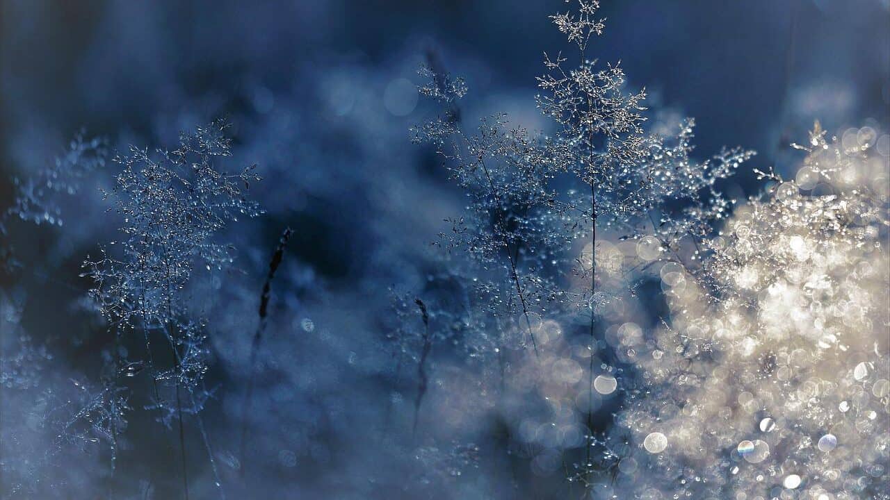 winter, cold, grasses-1898134.jpg