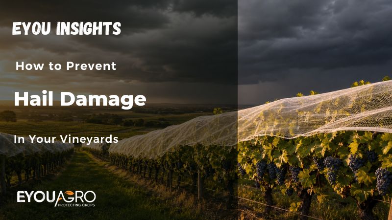 how to prevent hail damage in your vineyards