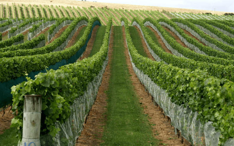vineyard side netting installation