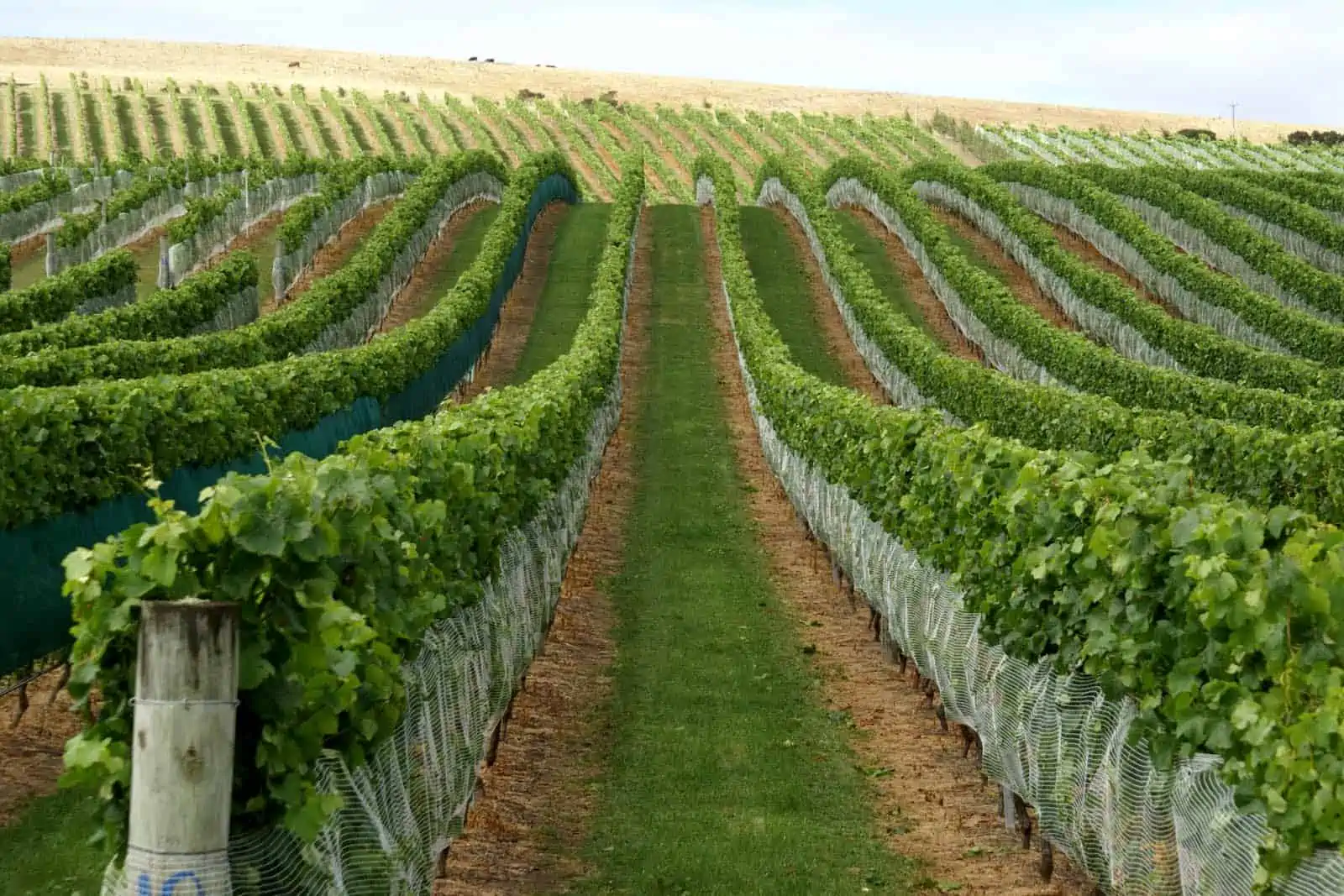 vineyard side netting installation