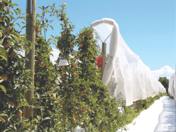 vineyard netting installation (2)