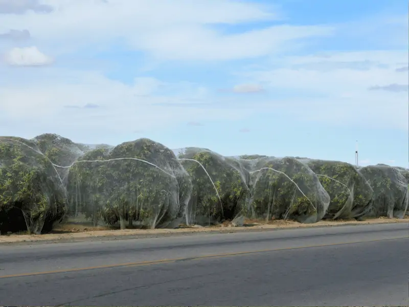 cirtus bee netting