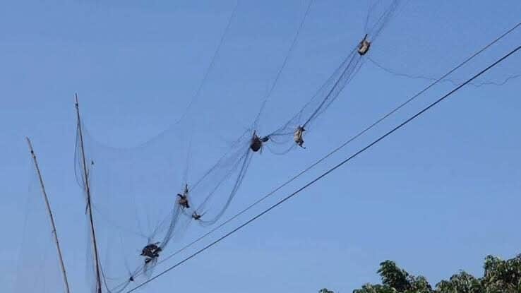 Murciélagos atrapados por las redes