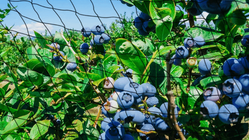 Blueberry Tree Netting