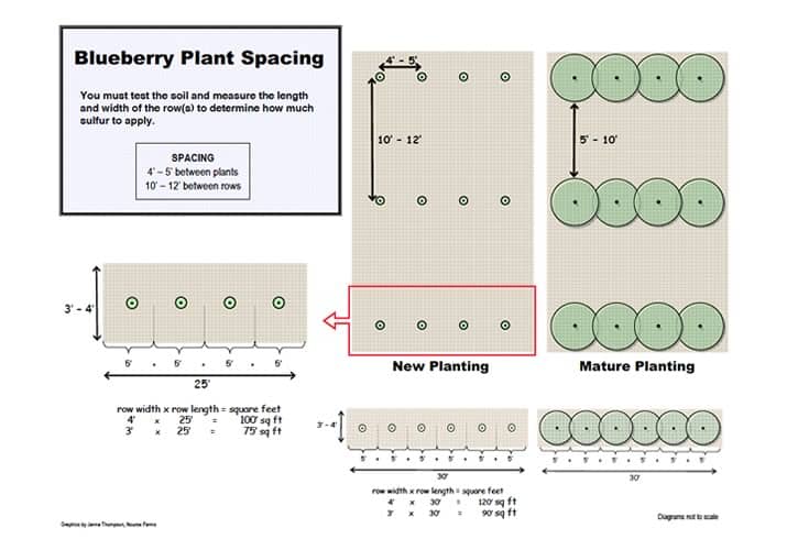 Blueberry Plant Spacing