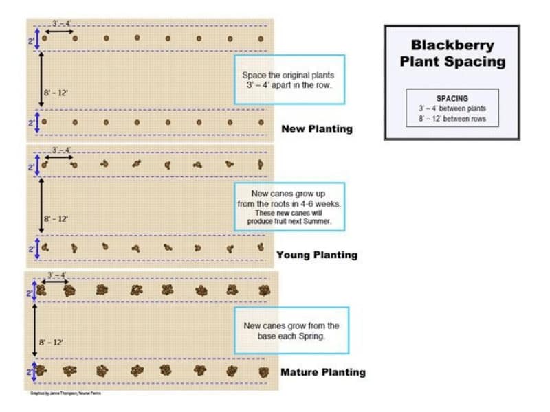 Blackberry Plant Spacing