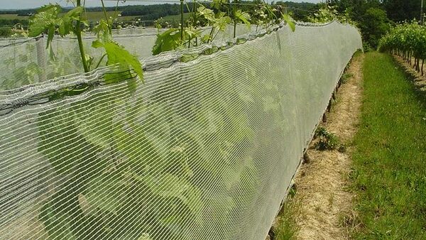How to Choose Right Vineyard Net for Your Winery | EyouAgro