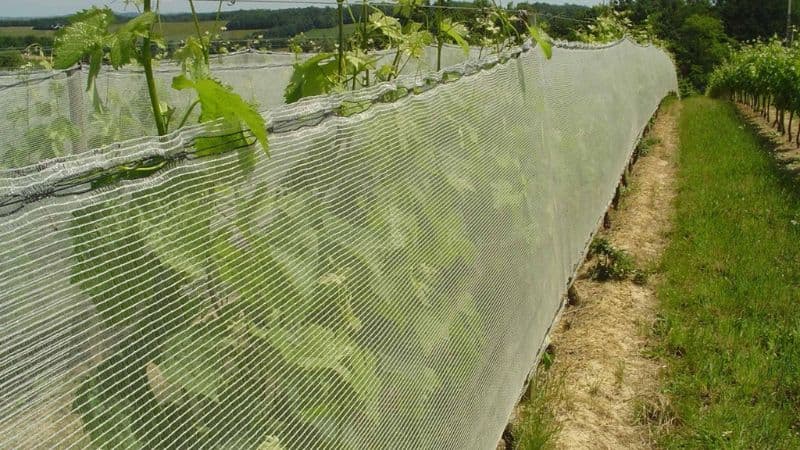 Vineyard Side Netting 