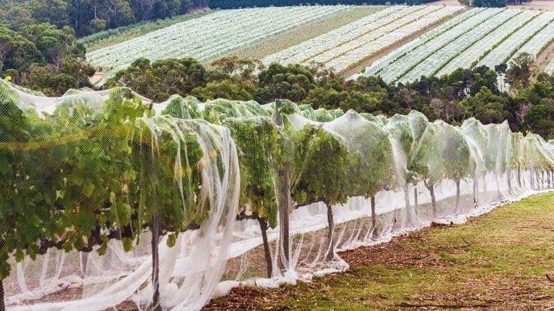 Vineyard Drape Netting