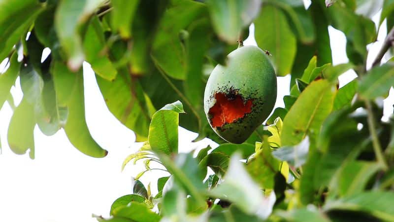 murciélago comiendo mango