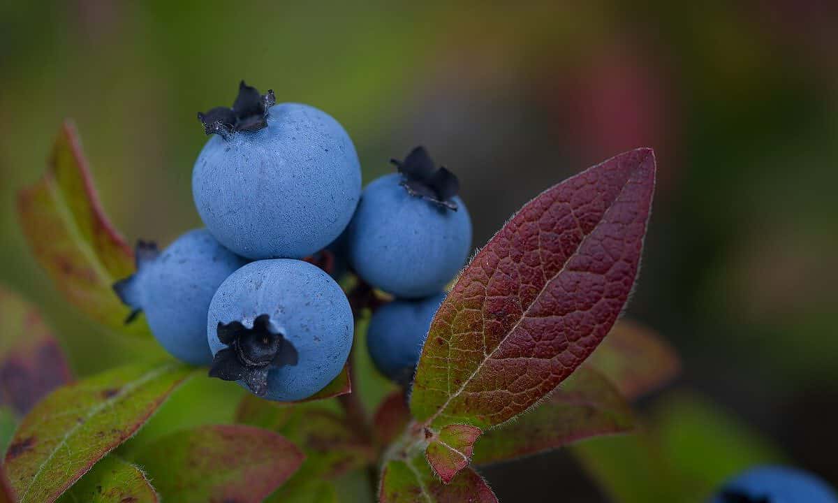 blueberries, flower, macro-7415629.jpg