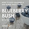 blueberry bush netting