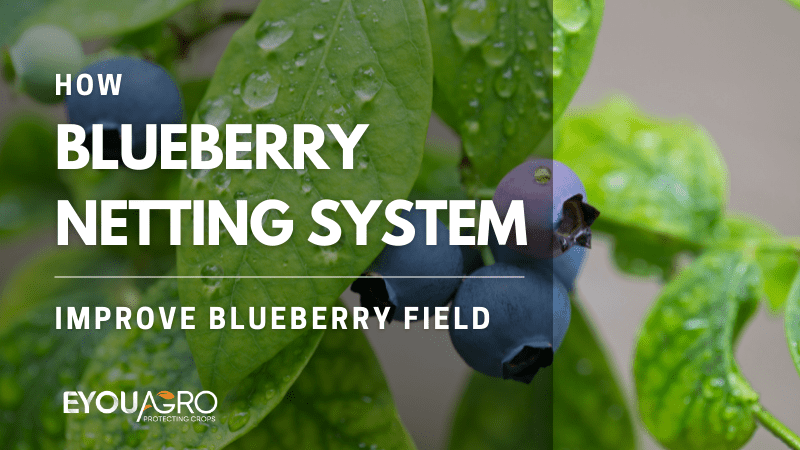 blueberry netting system improve yield