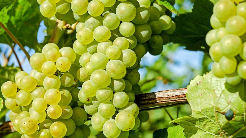 Grape Vine Netting Guide for the Winery | EyouAgro
