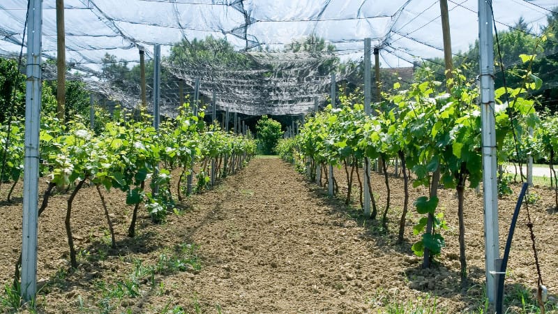Grape Vine Netting